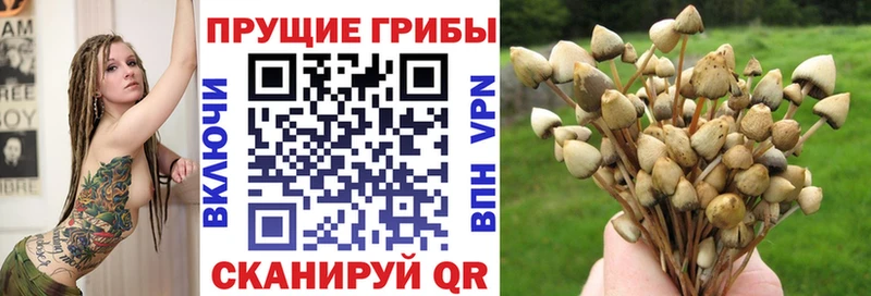 цена наркотик  Нурлат  Псилоцибиновые грибы Psilocybine cubensis 