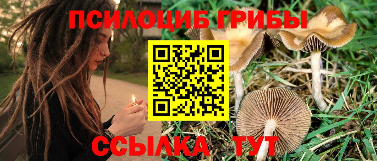 Псилоцибиновые грибы Psilocybe Нурлат